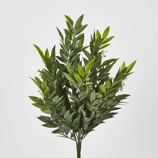 Green Ruscus Bush