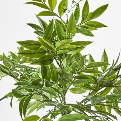 Hanging Ruscus Bush with Seeds