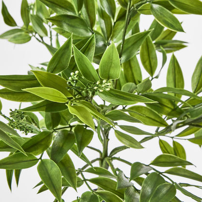 Hanging Ruscus Bush with Seeds
