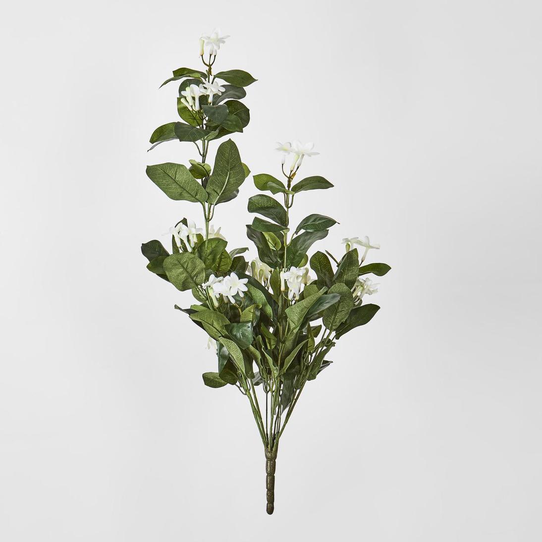 Stephanotis Bush