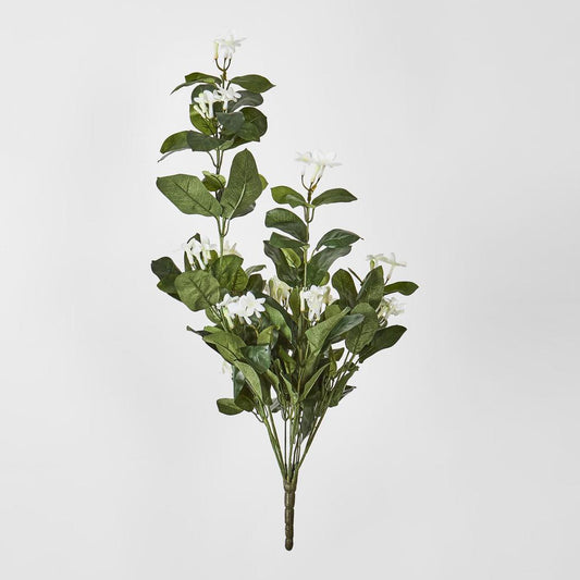Stephanotis Bush