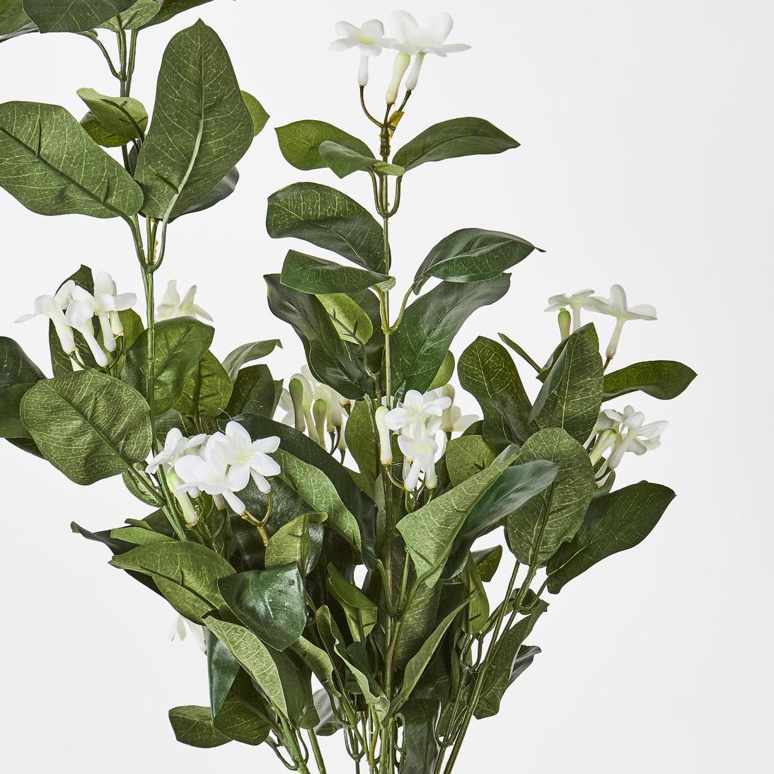 Stephanotis Bush