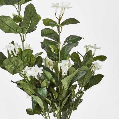 Stephanotis Bush