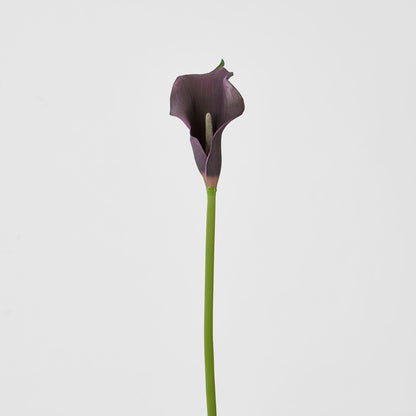 Calla Lily Purple
