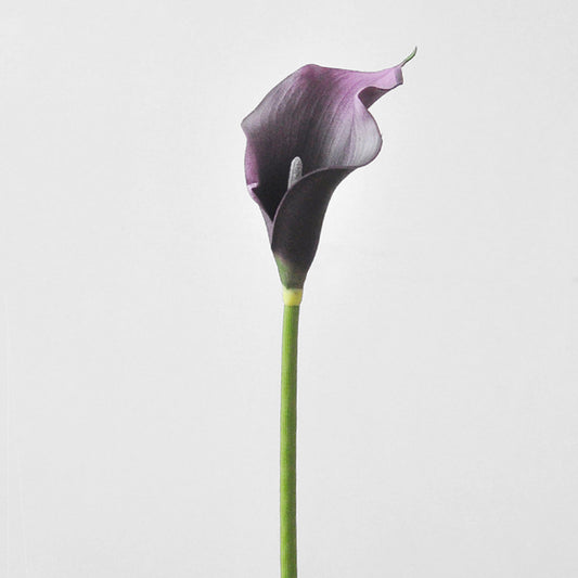 Calla Lily Purple
