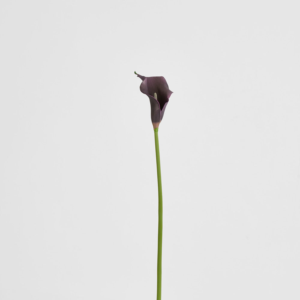Calla Lily Purple