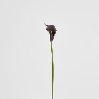 Calla Lily Purple