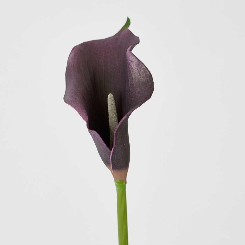 Calla Lily Purple