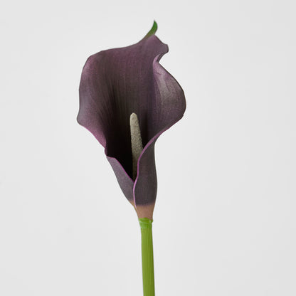 Calla Lily Purple