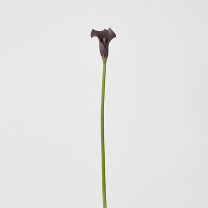 Calla Lily Purple