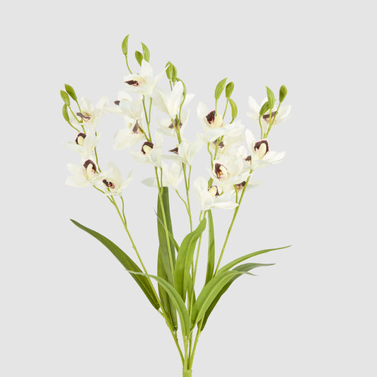 Cymbidium Spray With Leaves White