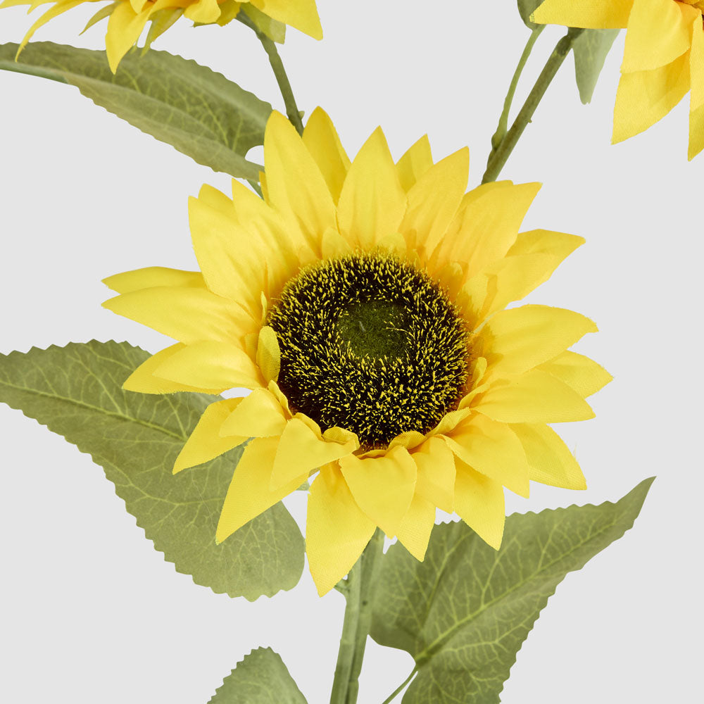 Sunflower Stem With 3 Heads