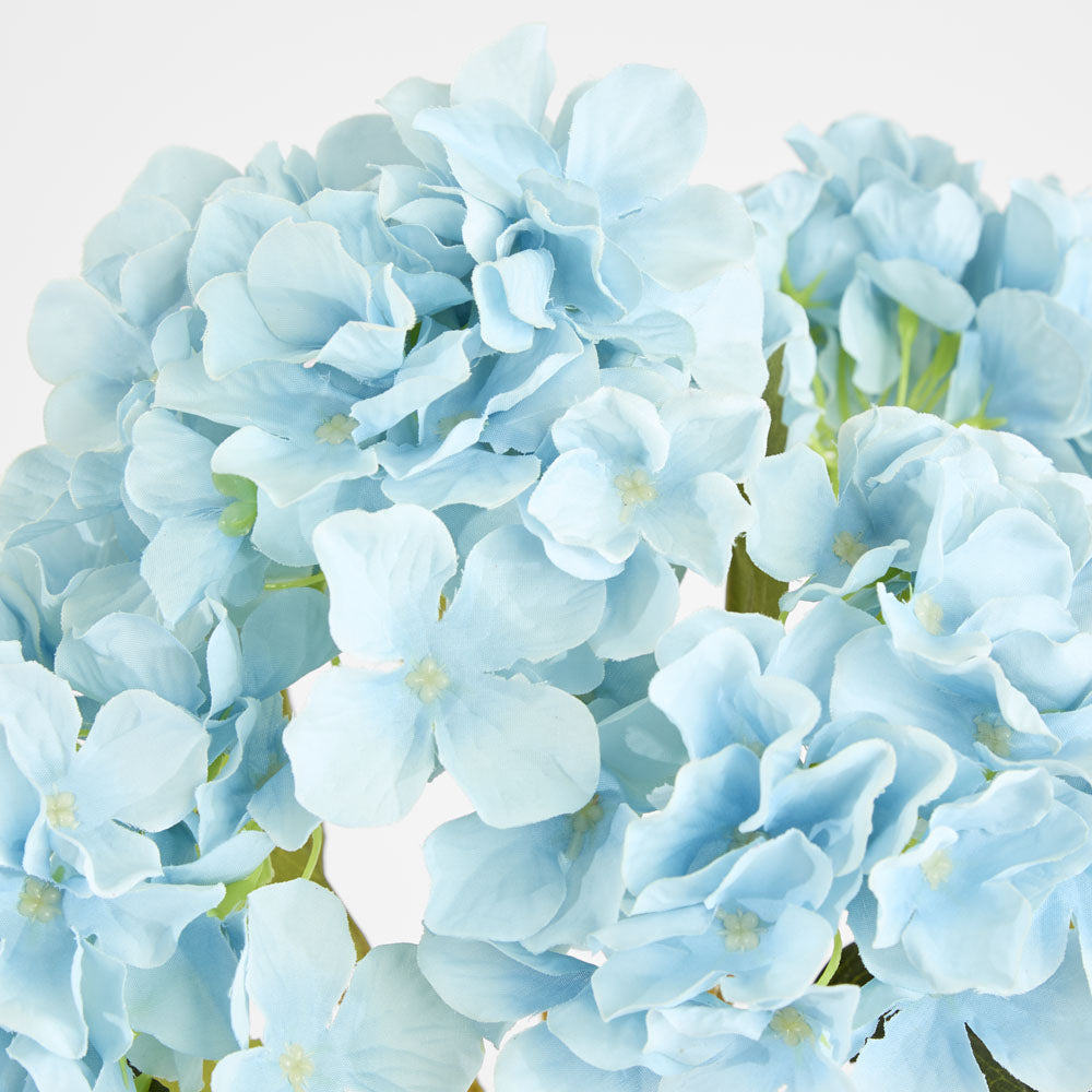 Hydrangea Buch With 5 Heads Blue