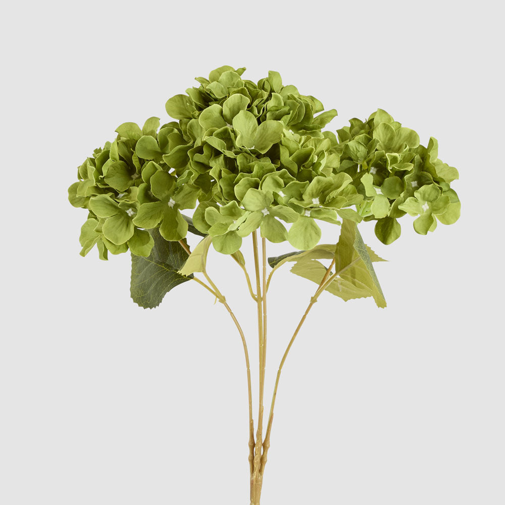 Hydrangea Buch With 5 Heads Green