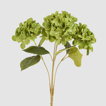 Hydrangea Buch With 5 Heads Green