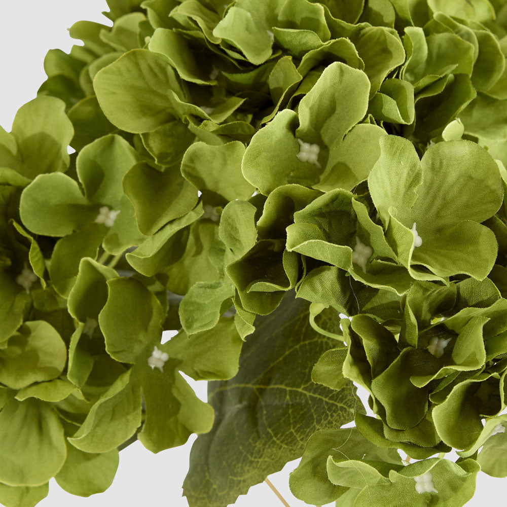 Hydrangea Buch With 5 Heads Green