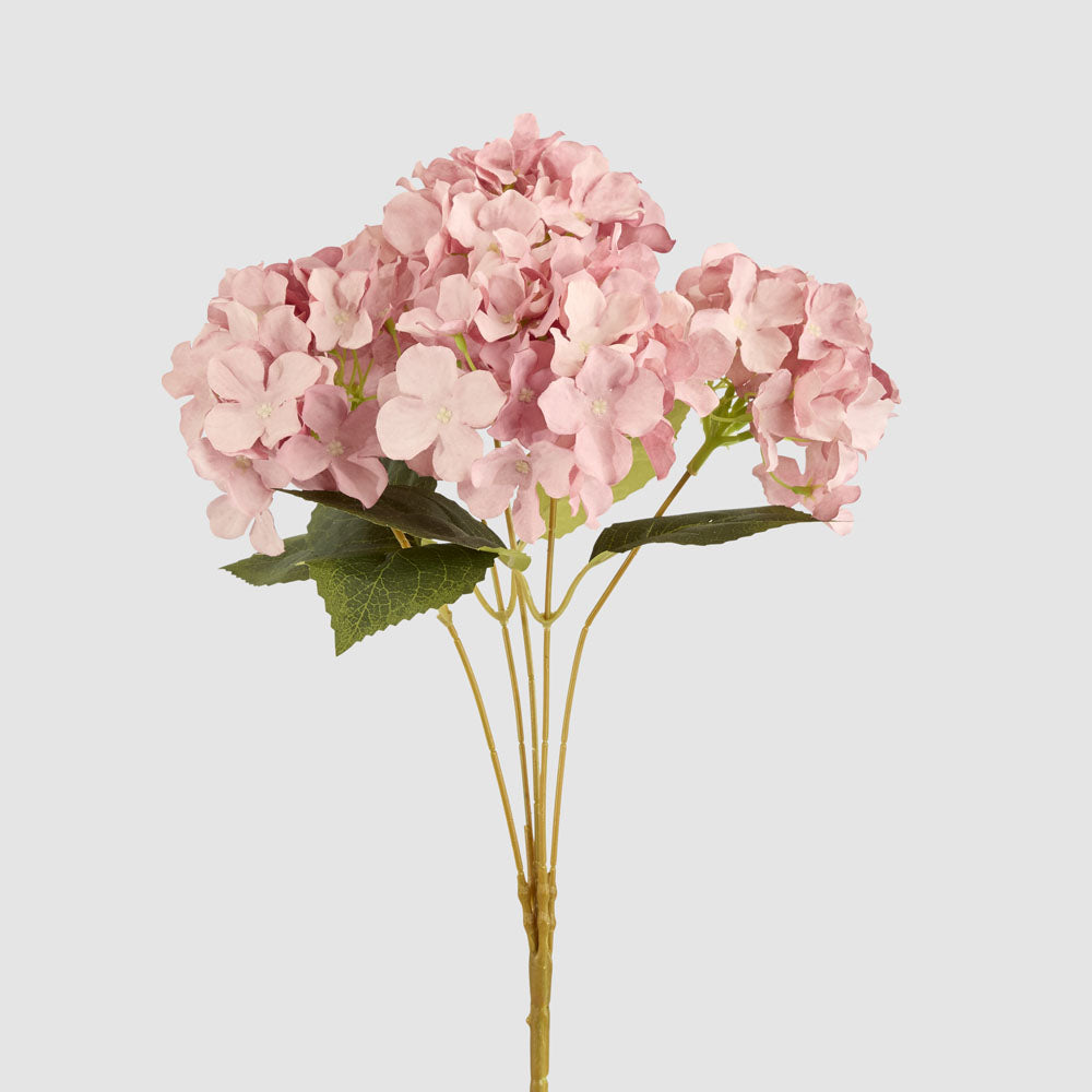 Hydrangea Buch With 5 Heads Pink