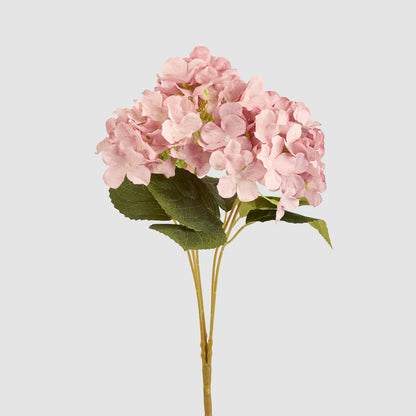 Hydrangea Buch With 5 Heads Pink