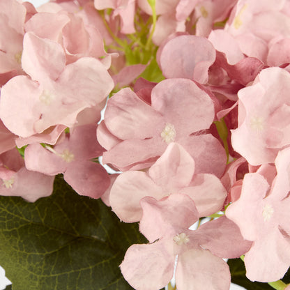 Hydrangea Buch With 5 Heads Pink