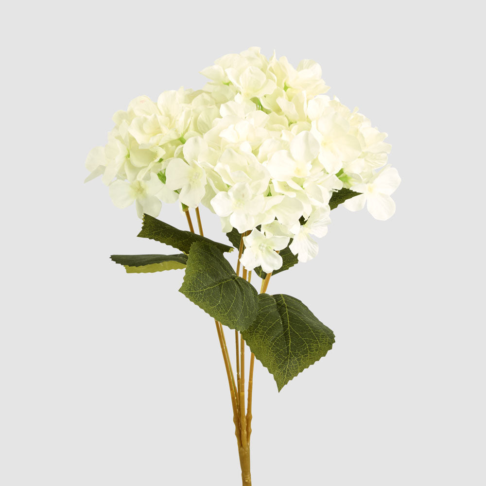 Hydrangea Buch With 5 Heads White