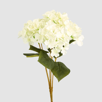 Hydrangea Buch With 5 Heads White