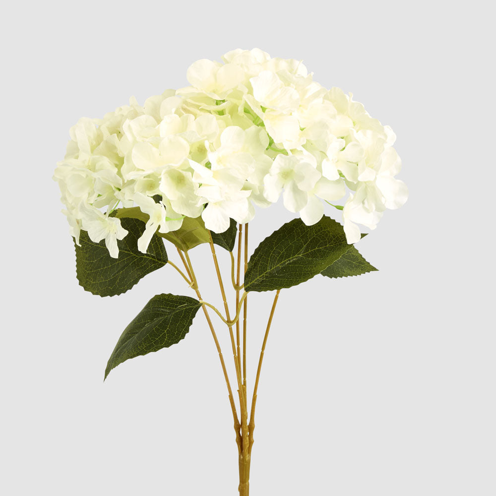 Hydrangea Buch With 5 Heads White