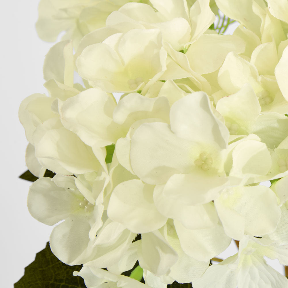 Hydrangea Buch With 5 Heads White