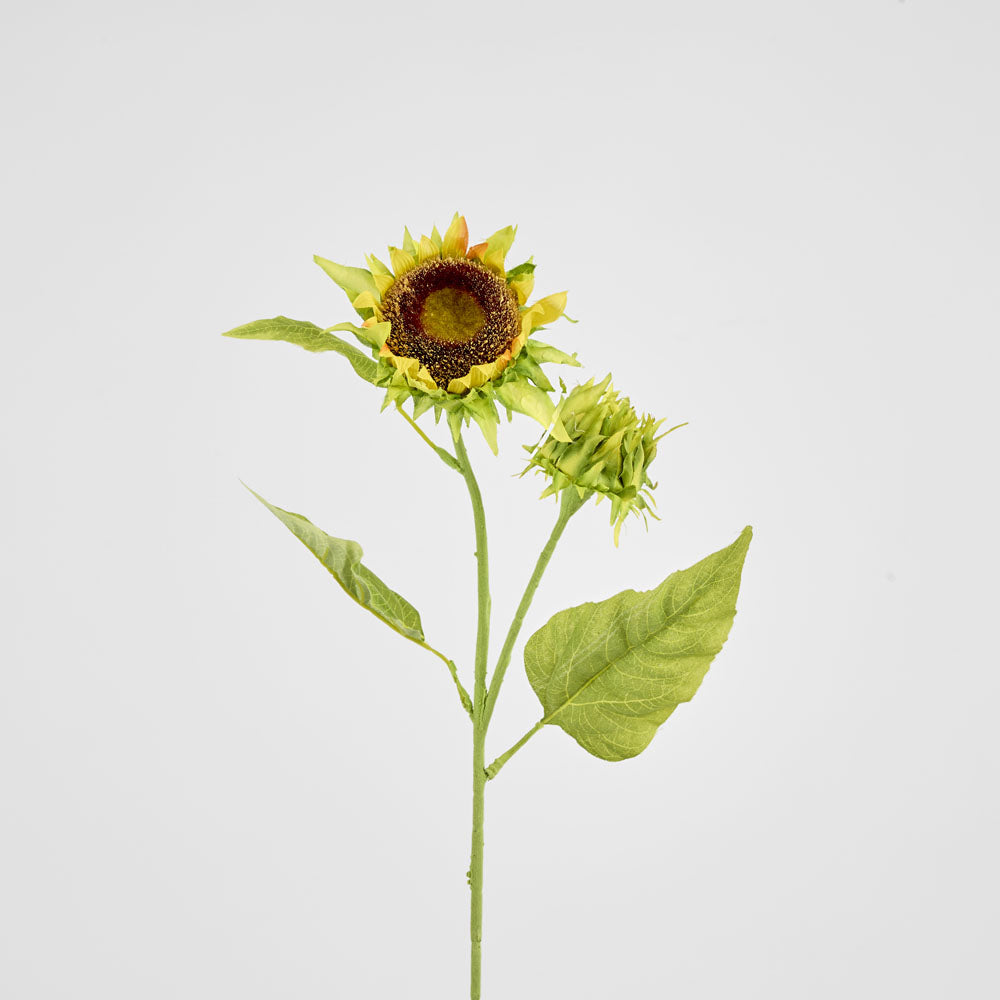 Seeding Sunflower Floral Stem