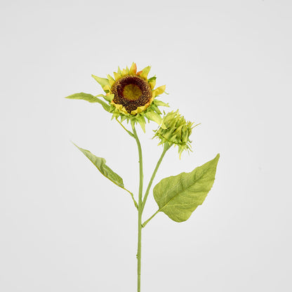 Seeding Sunflower Floral Stem