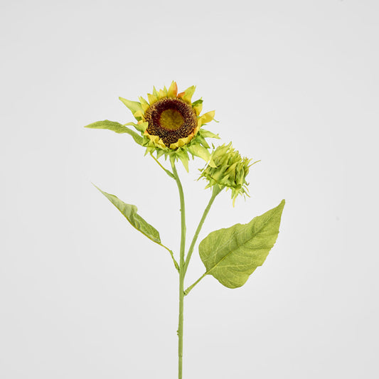 Seeding Sunflower Floral Stem