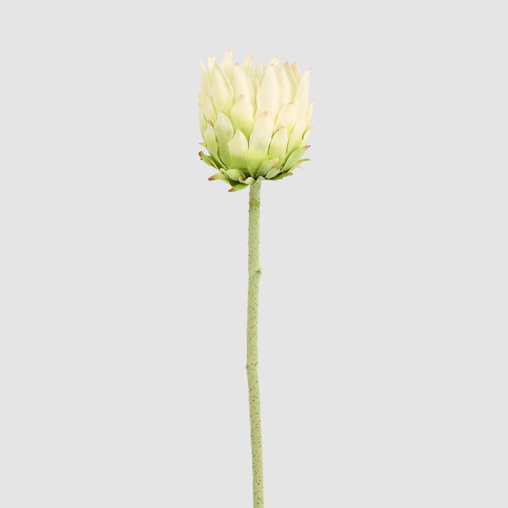 Protea Stem 60cm White