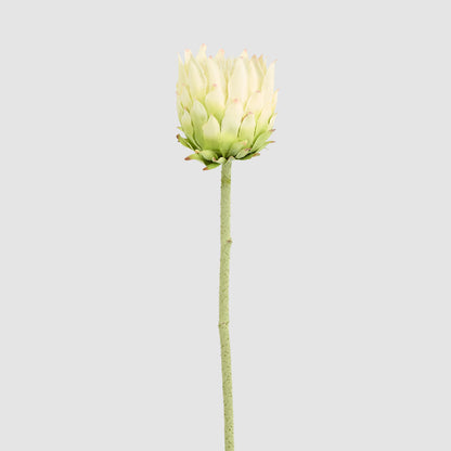Protea Stem 60cm White