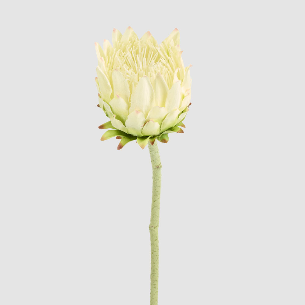 Protea Stem 60cm White