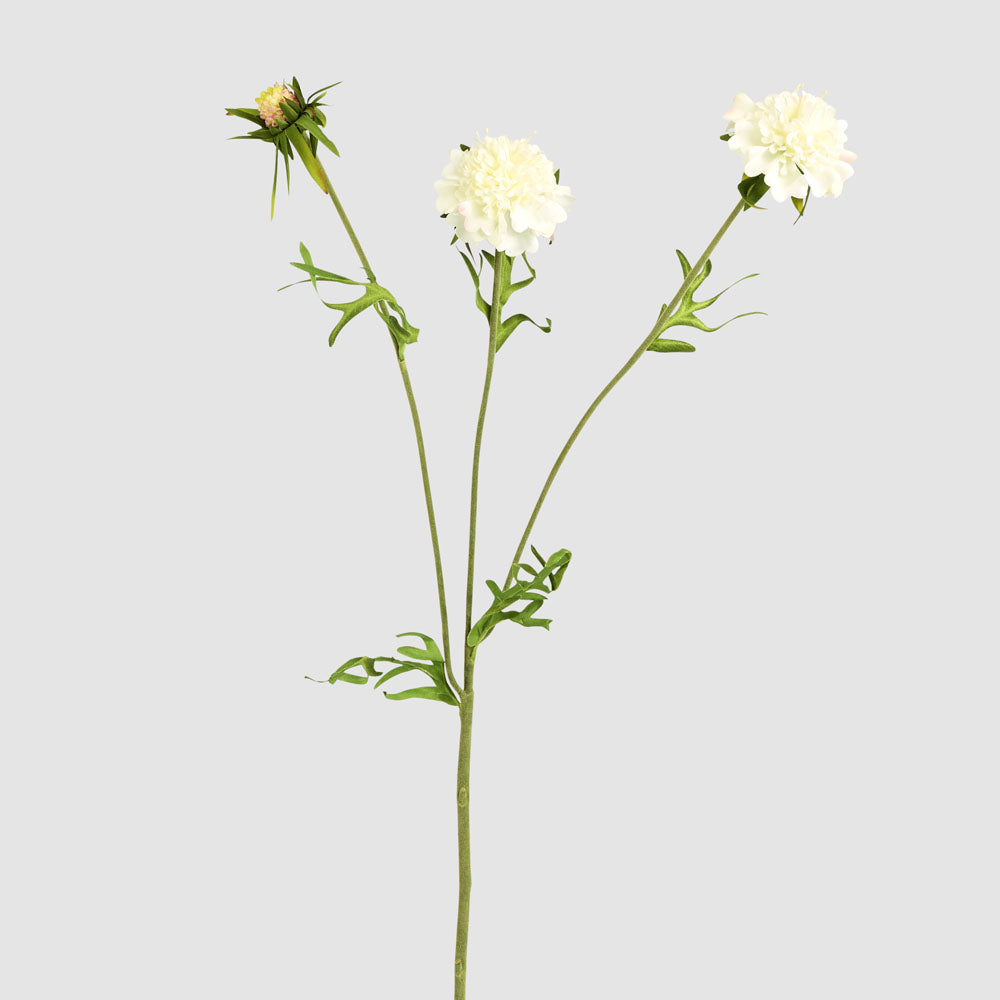 Double Head Cornflower White