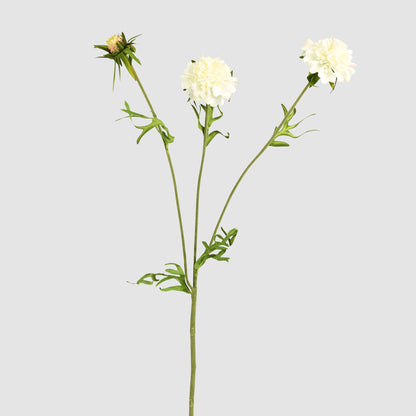 Double Head Cornflower White