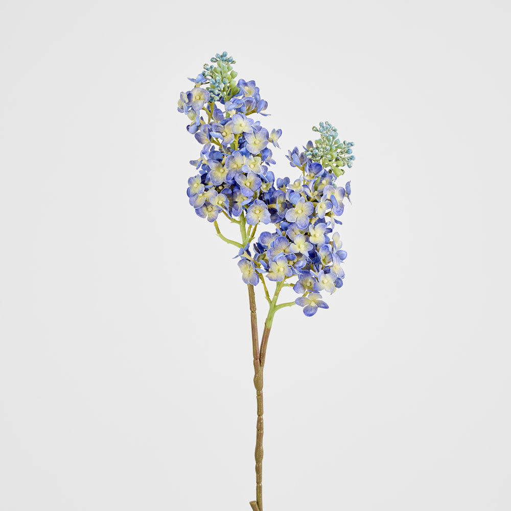 Baby Delphinium Blue