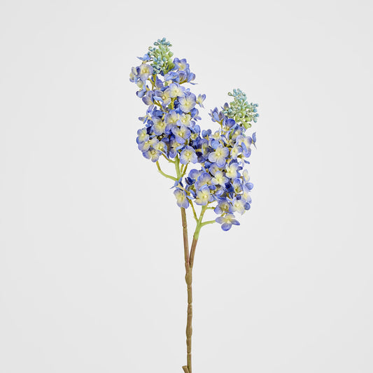 Baby Delphinium Blue