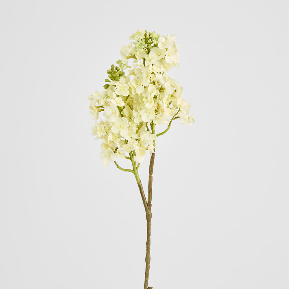 Baby Delphinium White
