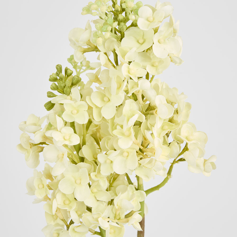 Baby Delphinium White