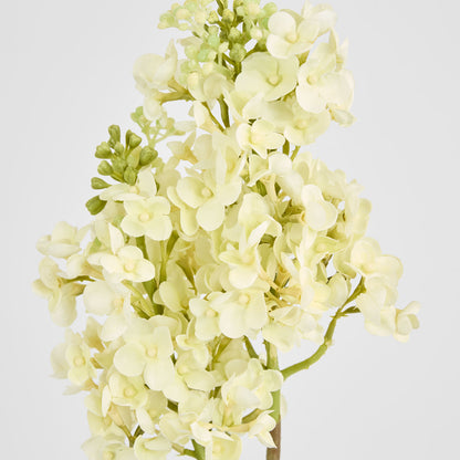 Baby Delphinium White