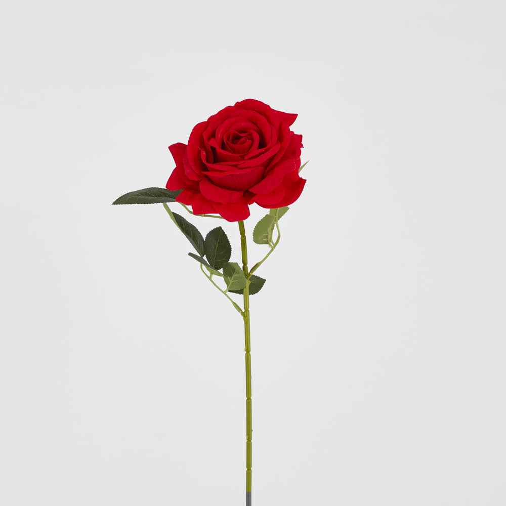 Garden Rose Stem Red