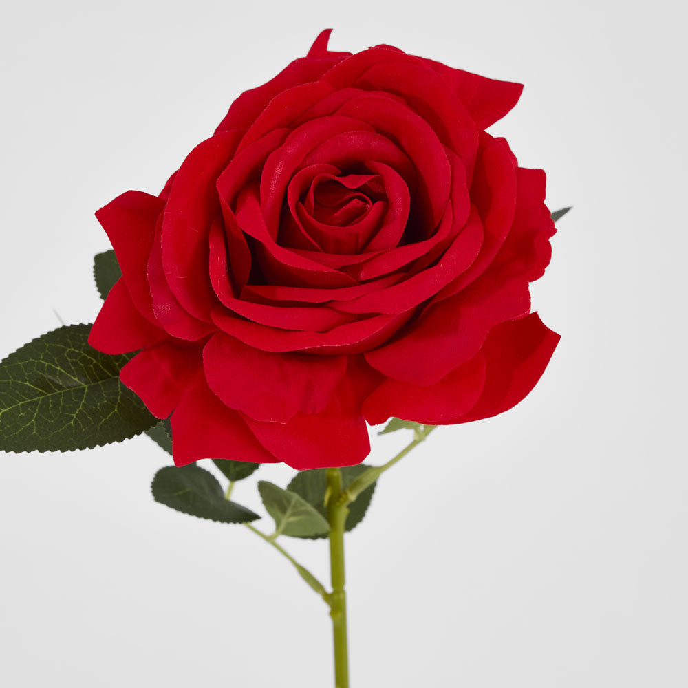 Garden Rose Stem Red