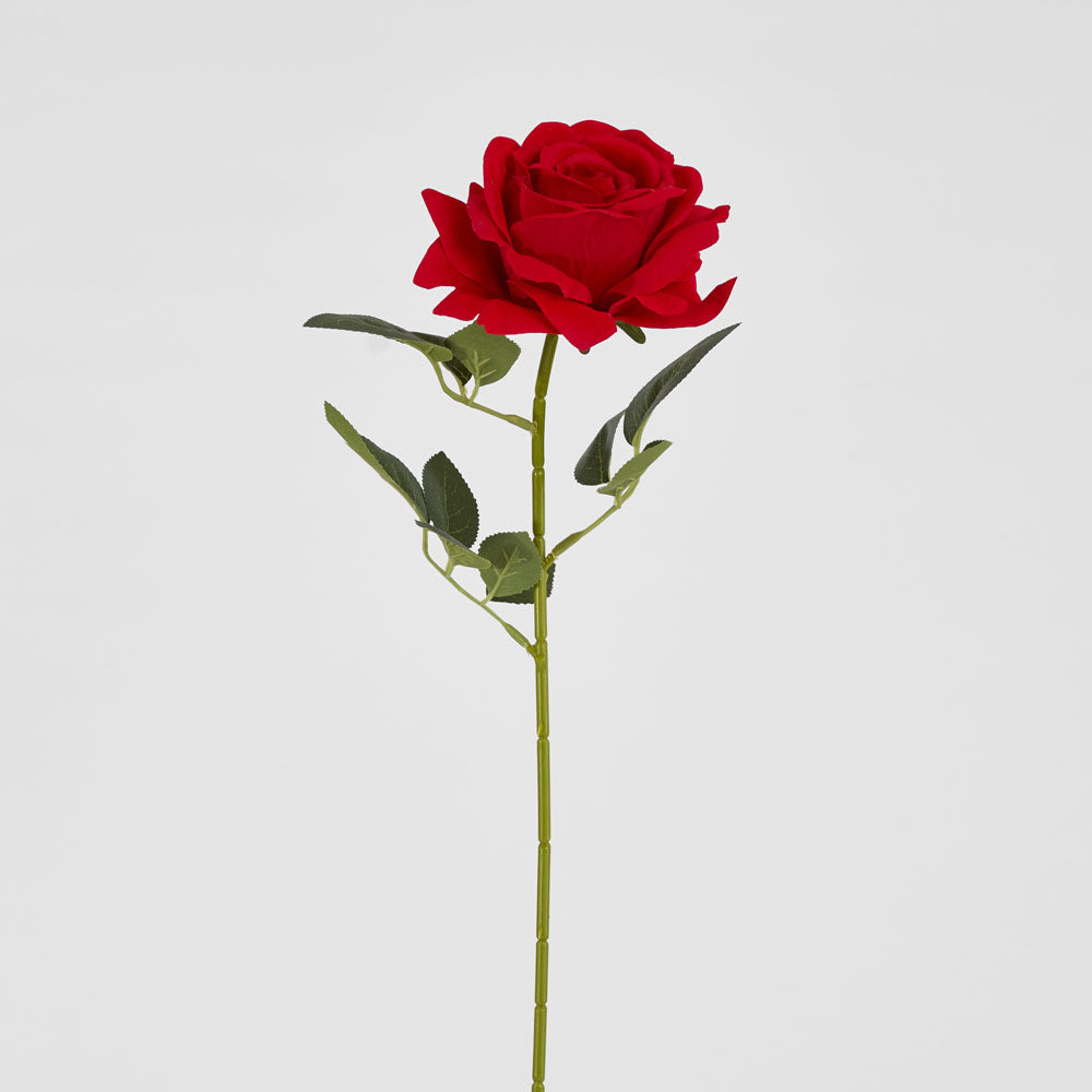 Garden Rose Stem Red