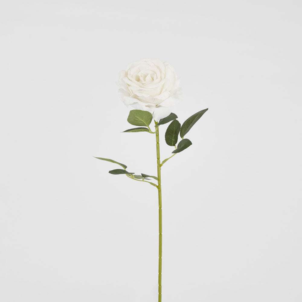 Garden Rose Stem White