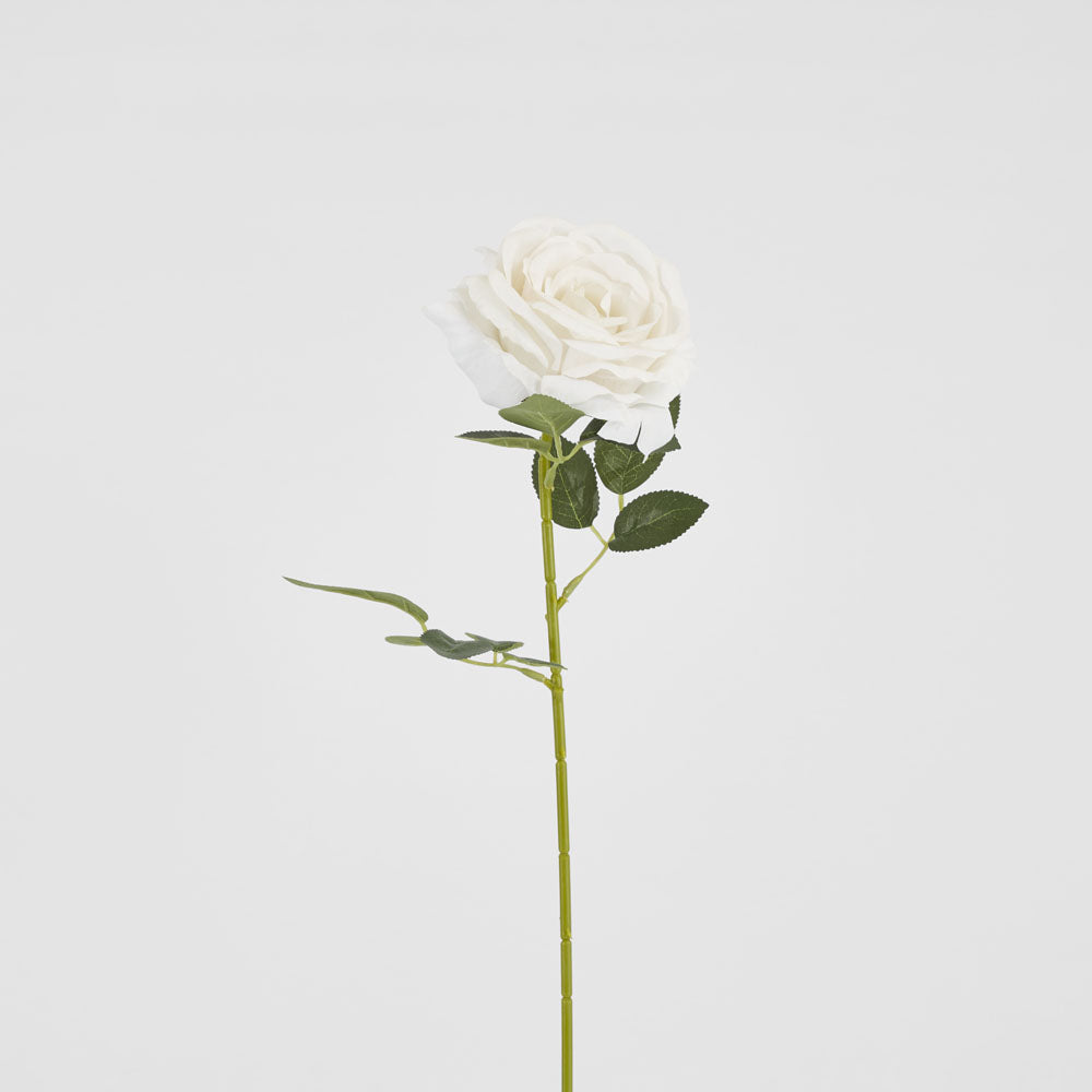 Garden Rose Stem White