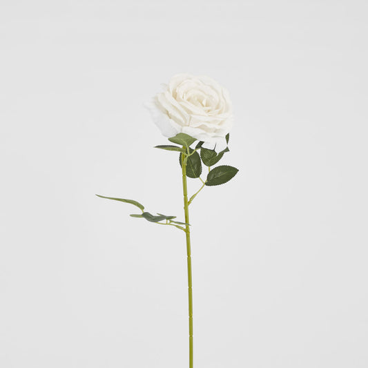 Garden Rose Stem White