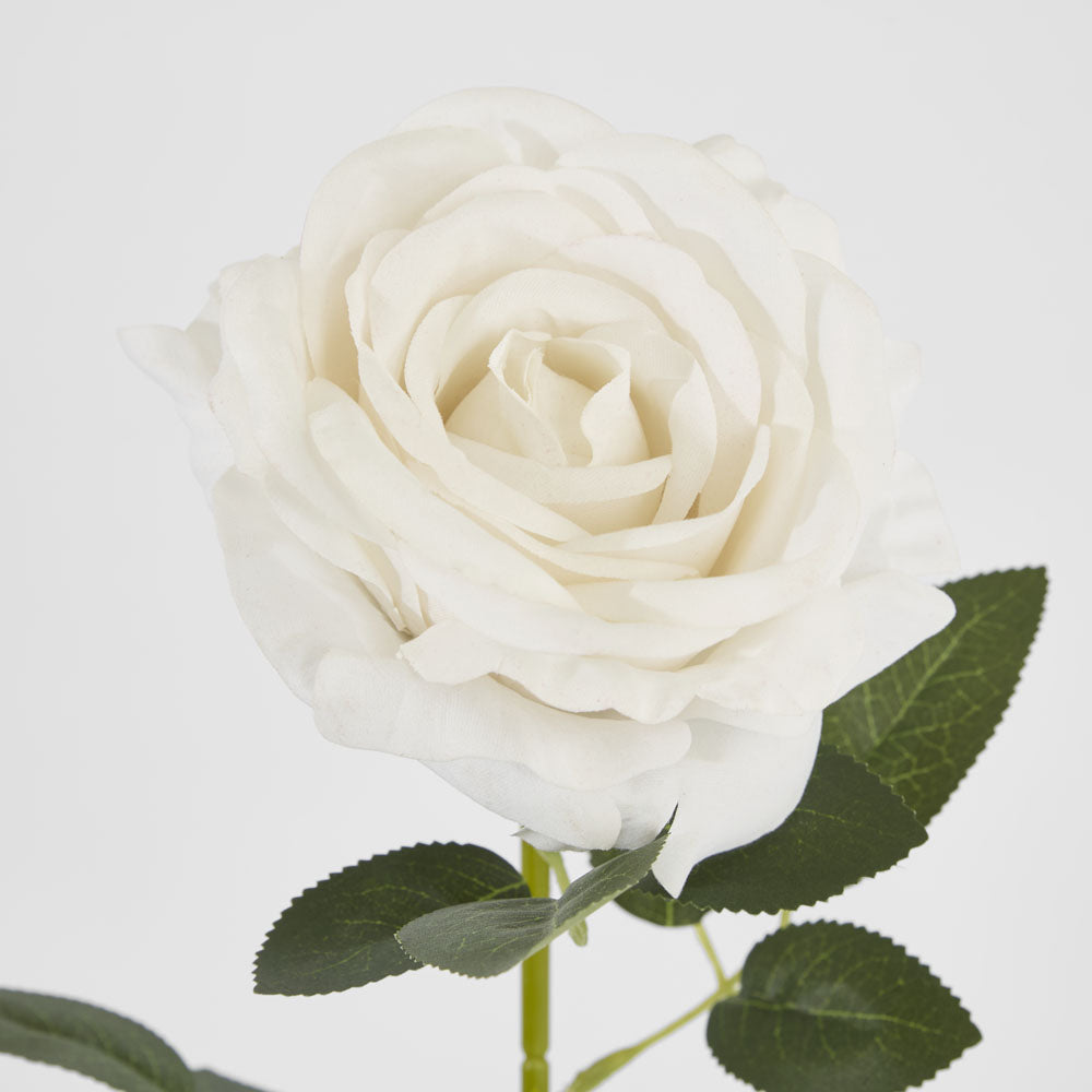 Garden Rose Stem White