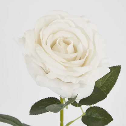 Garden Rose Stem White