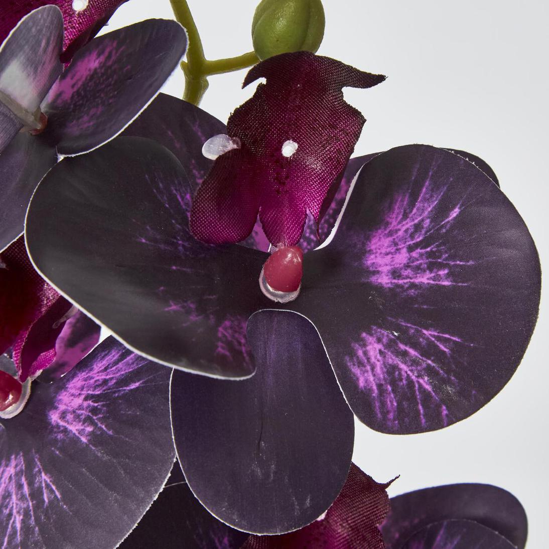 Dark Deep Purple Phalaenopsis Orchid