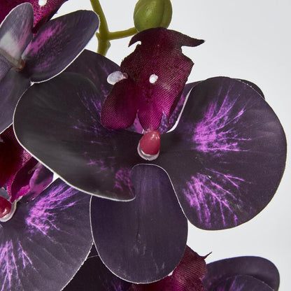 Dark Deep Purple Phalaenopsis Orchid